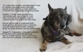 Galeria Podstrony Adopcja ps&oacute;w 5