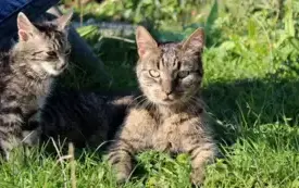 Galeria Podstrony Adopcja ps&oacute;w 16